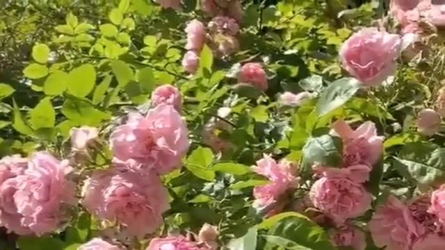 Алла Пугачева - Этот мир придуман не нами смотреть онлайн