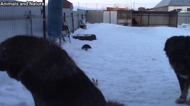 Кавказские овчарки тестирование на Волчий вой смотреть онлайн