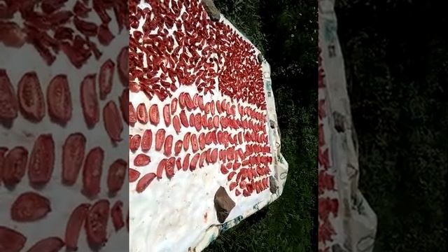 Что сегодня закатываю. Свои помидоры ? и огурцы. Эко продукт смотреть онлайн