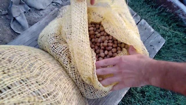 Фундук.Семена. Медвежий ореха.Супер урожай 2019 года!!! Кавказкая лещина.Посадочный .0974205968. смотреть онлайн