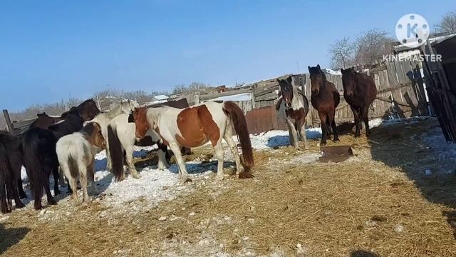 Жизнь в селе#Казахстан#Забрали с табуна всех кобыл.Кого нам дали.