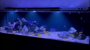 Аквариум с фронтозами
