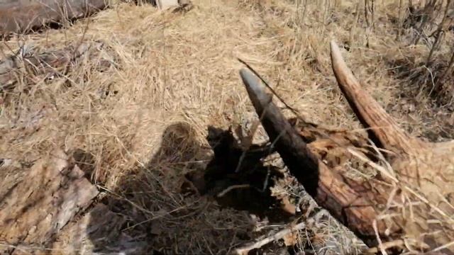 Поиск рогов лося. Апрель 2023. смотреть онлайн