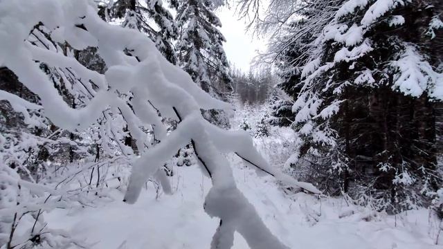Первый снег. Прогулка по лесу смотреть онлайн