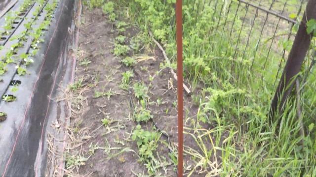 Земклубника купчиха.Клубника.Малина смотреть онлайн