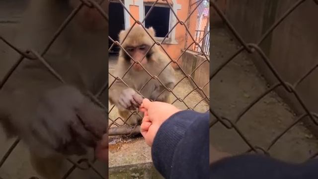 Angry monkey slaps man ?? смотреть онлайн