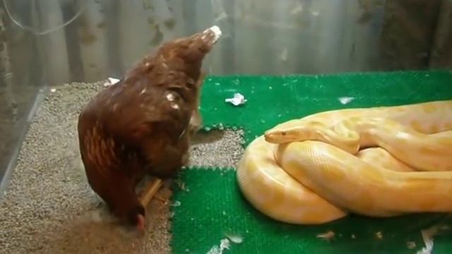 Питон и курица 480 смотреть онлайн