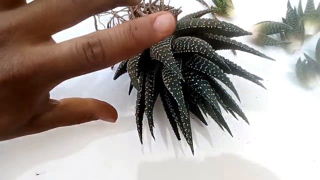 HAWORTHIA FASCIATA !!! ☀️ sus cuidados ? + reproduciendo la planta madre. смотреть онлайн