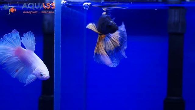 ?Aquass - Петушок Халф Мун желтая бабочка самец смотреть онлайн