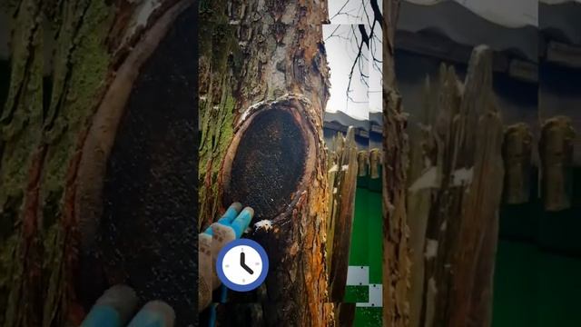 Обработка лечение деревьев смотреть онлайн