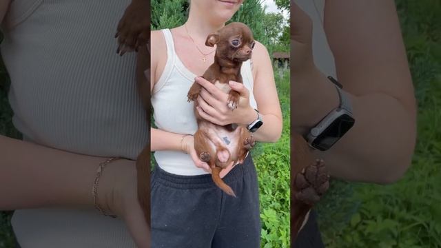 Мини #чихуахуа ЖДЁТ мам пап ЮДЖИН шоколадного окраса #chihuahual#buypuppysellchihua #купитьчихуахуа смотреть онлайн