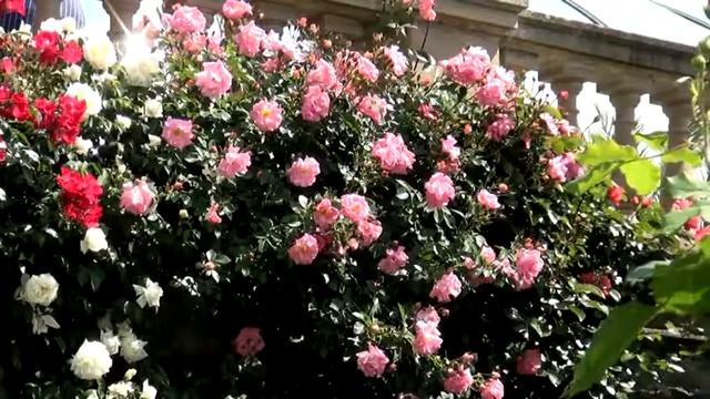 Цветочный остров Майнау смотреть онлайн