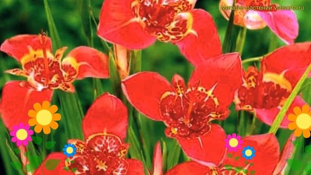 Тигридия павлиния Ред. Краткий обзор, описание характеристик Tigridia Pavonia Red
