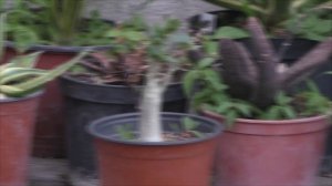 Гостевой дом адениум тел 8-9528382314