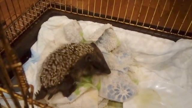 Маленький ежик смотреть онлайн
