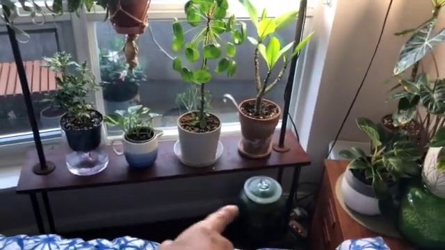 House Plant Tour 2021 Spring Part 4 Bedroom 春のハウスプラントツアー　寝室 смотреть онлайн