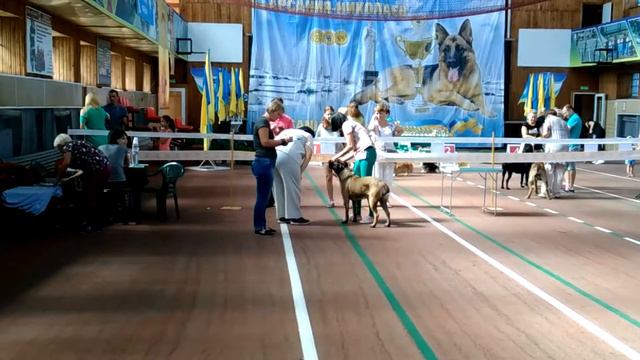 Выставка 10.09.16 Кане-Корсо 2часть смотреть онлайн