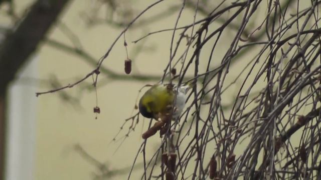 Городские птицы. Чижи на берёзе смотреть онлайн