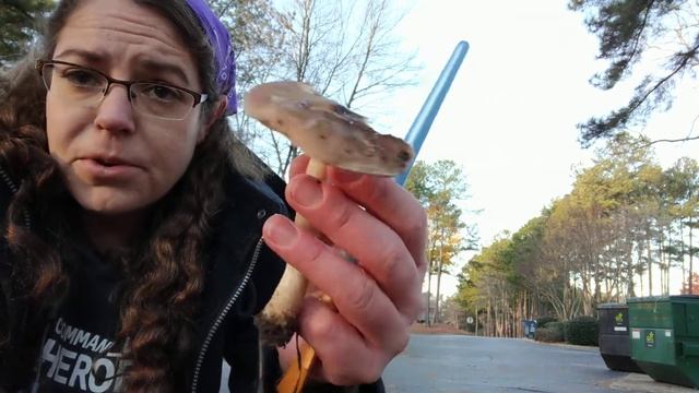 How To ID Deer Mushrooms In The Pluteus Genus