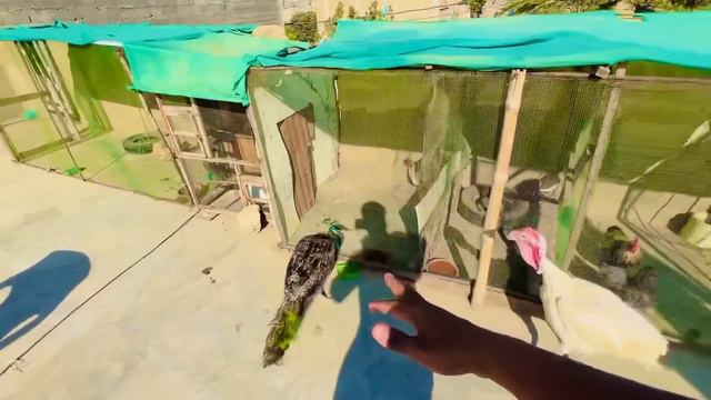 CROCODILE KA BACHA LY LIYA MAGAR?🤯 | SYED FAHAD | THE FUN FIN смотреть онлайн