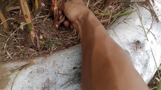 Perawatan Lady Palm смотреть онлайн