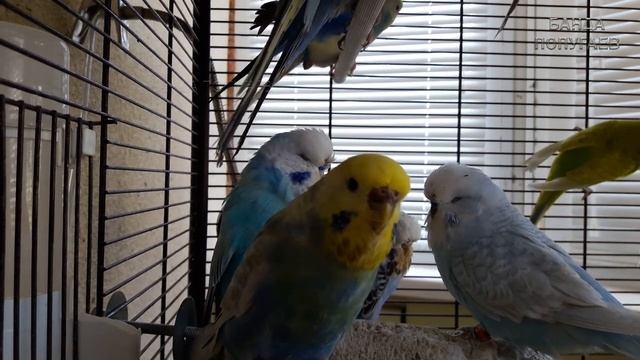 ♫ Учим попугая по имени Даша говорить, видеоурок 1: 