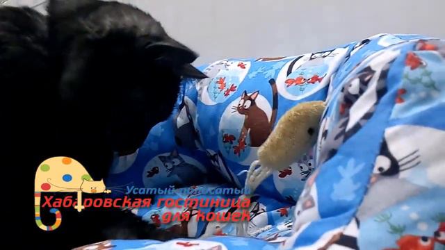 Хабаровская гостиница для кошек "Усатый-полосатый" смотреть онлайн