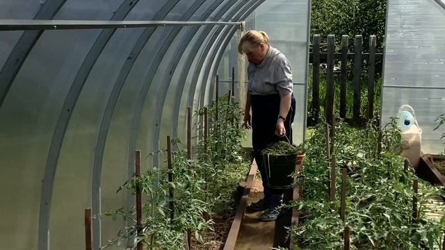 Формирую огурцы. Замульчировала томаты сеном. смотреть онлайн