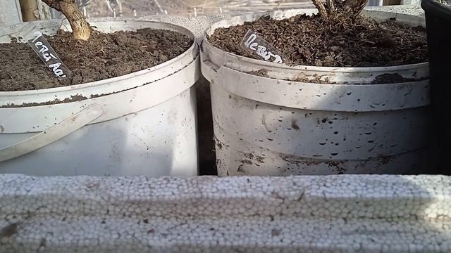 ОСМОТР ФИЗИЧЕСКОГО СОСТОЯНИЯ САЖЕНЦЕВ; КОТОРЫЕ Я ПОЛУЧИЛА ОТ ПРОДАВЦА 3 И 4 АПРЕЛЯ. ОБЬЯСНЯЮ!! смотреть онлайн