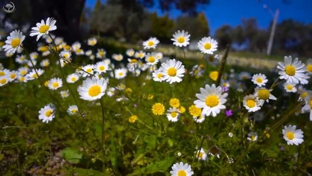 Звуки насекомых, птиц. Расслабляющие звуки, Снятие нервного напряжения подарит вам энергичный день. смотреть онлайн