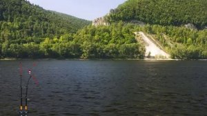Ловим Белугу на Волге!