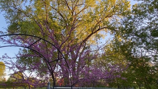 Deborah's Mid-Spring Garden смотреть онлайн