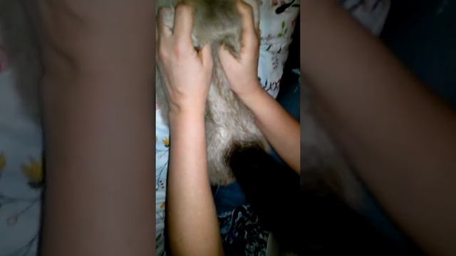 Массаж кормящей кошке. смотреть онлайн