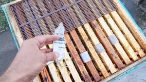 Что с полосками спустя 4 недели? Щавелевая кислота и глицерин против варроатоза