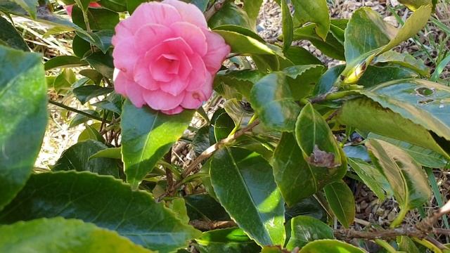 camellia japonica Pink ? смотреть онлайн
