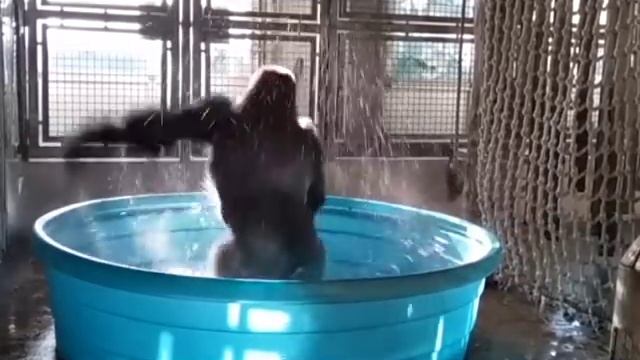 Зажигательный танец гориллы в бассейне. Горилла танцует в бассейне. смотреть онлайн