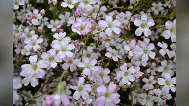 ГИПСОФИЛА (GYPSOPHILA) смотреть онлайн