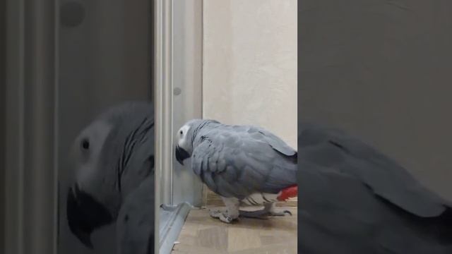 ГОША ИЩЕТ МУРЗИКА. УНИКАЛЬНОЕ ТВ ОК. смотреть онлайн