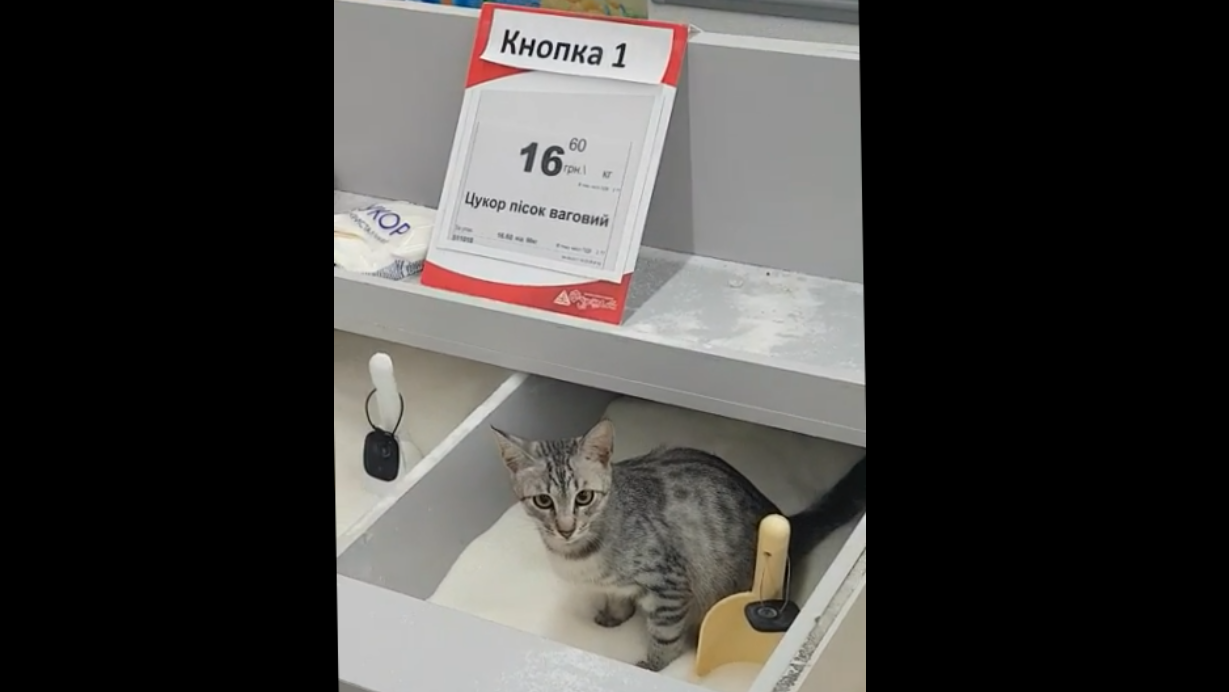В киевском супермаркете кот справлял нужду в весовом сахаре смотреть онлайн