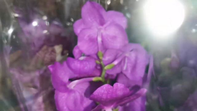Ванды, биглипы и другие орхидеи в свежем завозе магазина Экофлора г. Омск. смотреть онлайн