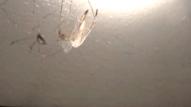 Pholcidae vs Tipulidae (MUST SEE) смотреть онлайн