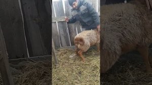 Лечим чесотку и гельминтов и шерсти едав у овец, препарат Ивермек.