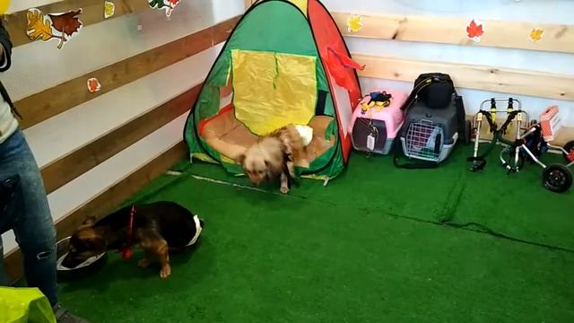 Выставка бродячих собак в СПб смотреть онлайн