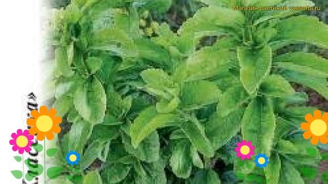 Стевия (Стевия Услада). Краткий обзор, описание характеристик, где купить семена stévia Услада смотреть онлайн