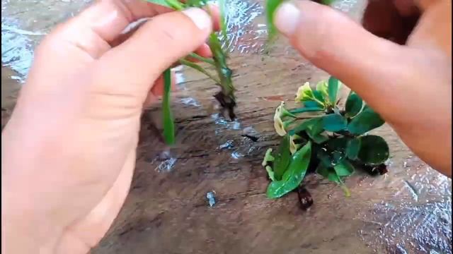 Euphorbia milii plant propagation || Euphorbia Plant Care смотреть онлайн