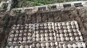 Эксперимент: Редиска в яичных лотках от посадки до урожая!
#редискавлотках