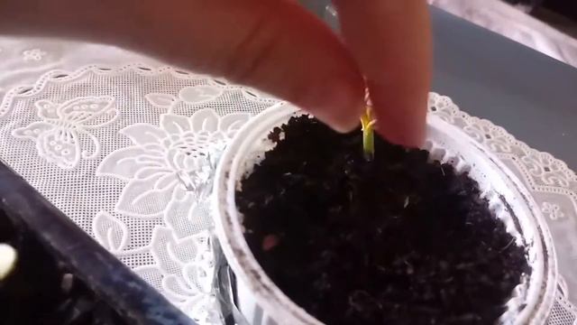 El árbol de fuego - Kit de bonsai de semillas y crecimiento - SUB смотреть онлайн