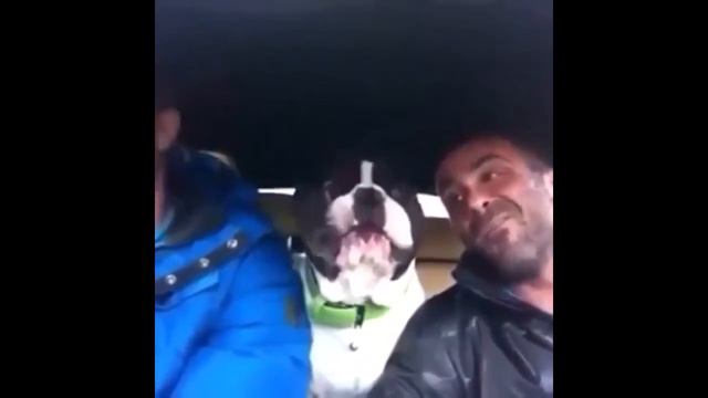 Собака которая поёт со своими хозяевами смотреть онлайн