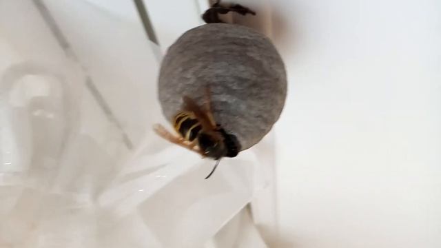 Осы строят своё гнездо в квартире. Часть 3. смотреть онлайн