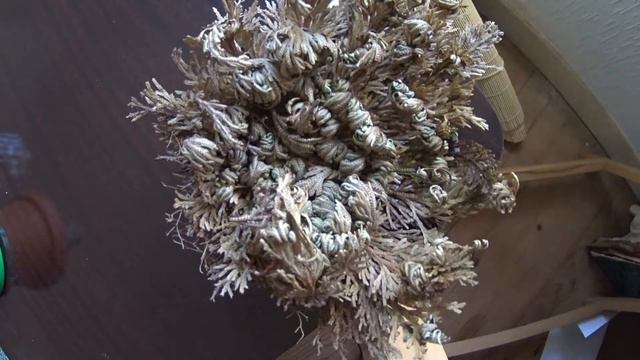 Timelapse - Selaginella Lepidophylla смотреть онлайн